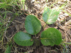 Dorstenia brasiliensis