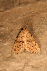 Idia concisa