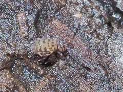 Ptenothrix marmorata