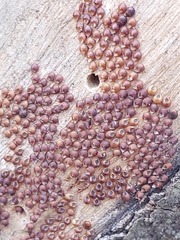 Pachylis argentinus