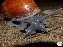 Megalobulimus ovatus