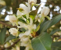 Eugenia brasiliensis