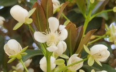 Eugenia brasiliensis