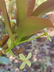 Eugenia brasiliensis