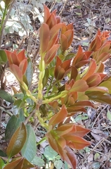 Eugenia brasiliensis