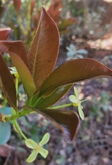 Eugenia brasiliensis