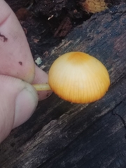 Mycena aurantiomarginata