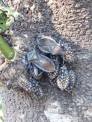 Pachylis argentinus