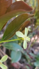 Eugenia brasiliensis