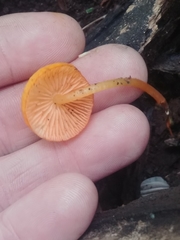 Mycena aurantiomarginata