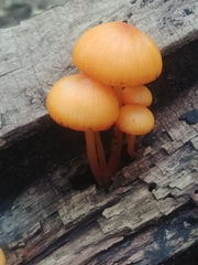 Mycena aurantiomarginata