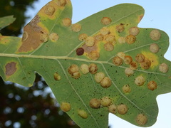 Neuroterus quercusbaccarum