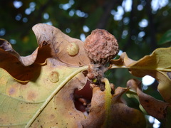 Andricus infectorius