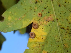 Neuroterus numismalis