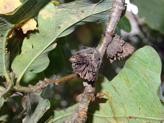 Andricus foecundatrix