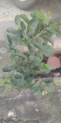 Solanum diphyllum