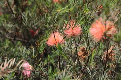 Melaleuca fulgens