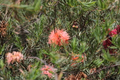 Melaleuca fulgens