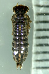 Austroaeschna unicornis