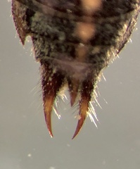 Austroaeschna unicornis