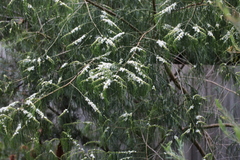 Myoporum floribundum