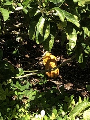 Citrus medica sarcodactylis