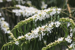 Myoporum floribundum