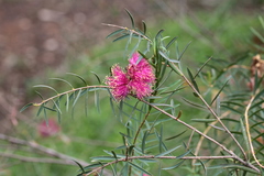 Melaleuca fulgens