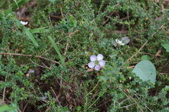 Leptospermum rotundifolium