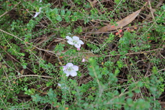 Leptospermum rotundifolium
