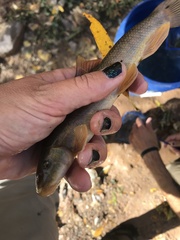 Pantosteus clarkii