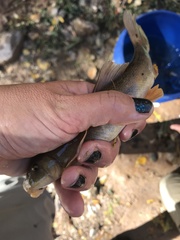 Pantosteus clarkii