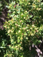 Galium catalinense acrispum