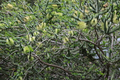 Melaleuca blaeriifolia
