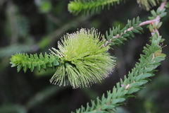 Melaleuca blaeriifolia