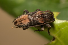 Sybra posticalis