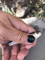 Lepidomeda mollispinis