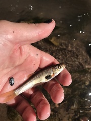 Lepidomeda mollispinis