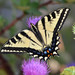 Swallowtails - Photo (c) Don Loarie, some rights reserved (CC BY)