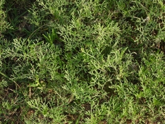Ambrosia tenuifolia