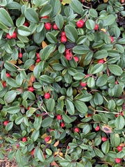 Cotoneaster dammeri
