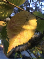 Prunus