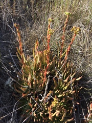 Dudleya virens virens