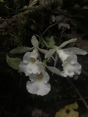 Trichopilia fragrans