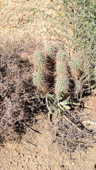 Echinocereus engelmannii