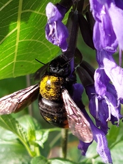 Xylocopa augusti