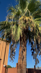 Washingtonia filifera