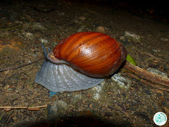 Megalobulimus ovatus