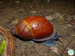 Megalobulimus ovatus