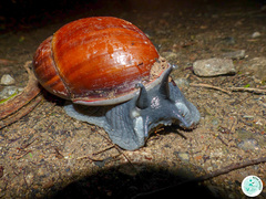 Megalobulimus ovatus